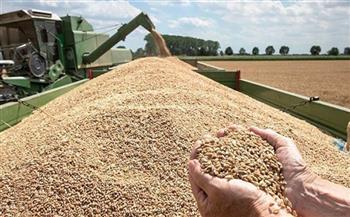   محافظة دمياط تتخطى المستهدف بنسبة 101% من توريد القمح للموسم الحالي