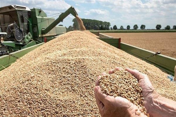 محافظة دمياط تتخطى المستهدف بنسبة 101% من توريد القمح للموسم الحالي