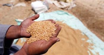   تموين المنيا: توريد 273 ألفا و368 طنا من محصول القمح