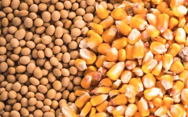 وزير الزراعة: الإفراج عن 225 ألف طن أعلاف «الذرة وفول الصويا»
