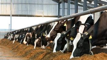   الإحصاء: زيادة أعداد رؤوس الماشية بنسبة 7.3% في 2021 لتسجل 7.5 مليون رأس