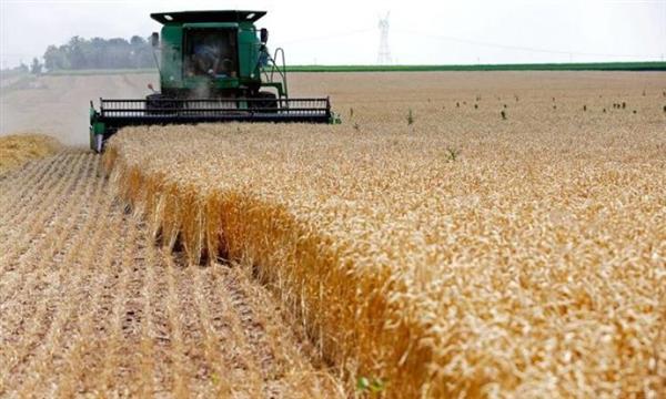 «التنمية المحلية» تتلقى تقريرا عن حصاد محصول القمح بمحافظتي أسيوط والدقهلية