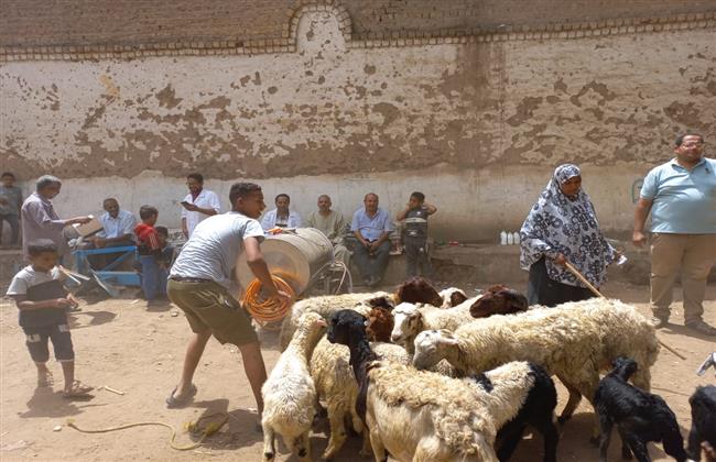 مناظرة 1455 رأس ماشيه في قافلتين بيطريتين بالوقف ودشنا