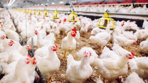 61 جنيه للكيلو.. شعبة الدواجن تتوقع انخفاض الأسعار بالفترة المقبلة