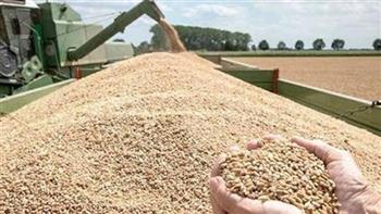   «التموين» تحظر استخدام القمح المحلي في الأعلاف والمزارع السمكية 