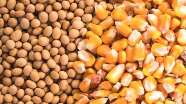 وزير الزراعة: الإفراج عن 254 ألف طن أعلاف بـ 115 مليون دولار 