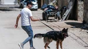   بعد إقرار قانون حيازة الحيوانات الخطرة.. ضوابط اصطحاب الكلاب فى الأماكن العامة