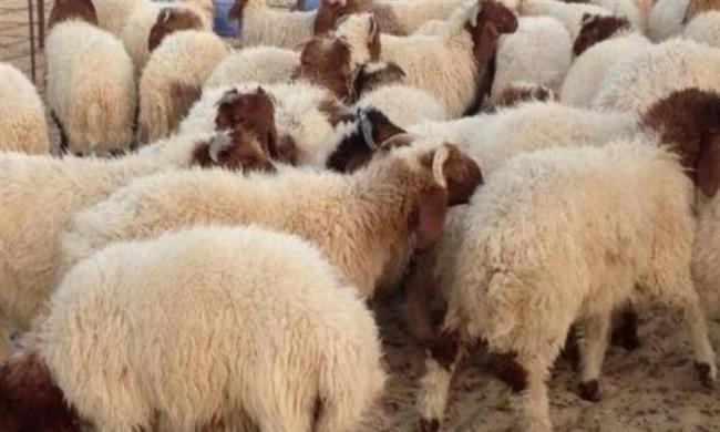 الإفتاء: الأضحية وسيلة لشكر الله تعالى 