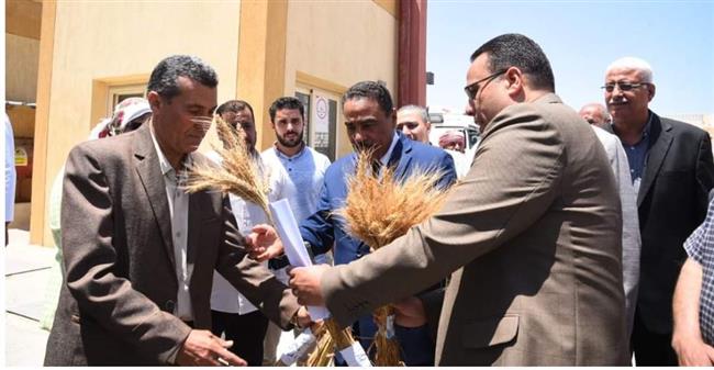 توريد 30.6  ألف طن من محصول القمح بمطروح  