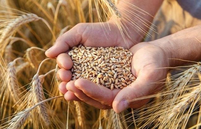 محافظ كفر الشيخ: توريده 229 ألف و587 طن و 696 كيلو قمح بنسبة 71.22%