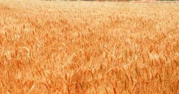   الغرف التجارية: طرح القمح بالبورصة السلعية سينعكس على أسعار السلع
