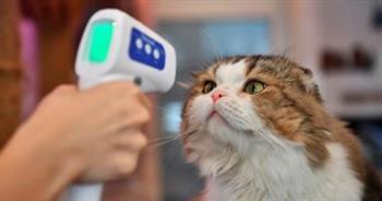 دراسة تؤكد أن القطط تلعب دورا كبيرا في انتقال فيروس كورونا