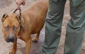 قانون تنظيم حيازة الحيوانات.. المؤبد للمتسبب فى وفاة شخص باستخدام حيوان خطر أو كلب