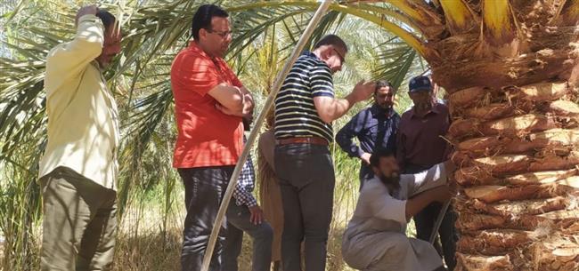 متابعة اعمال مكافحة الآفات في محاصيل الزيتون والبلح في واحة سيوة