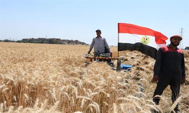 نقيب الفلاحين يكشف أسباب ارتفاع نسب توريد القمح