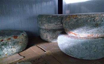   ضبط 160 كيلو جرام جبنة رومي غير صالحة للاستخدام بالغربية