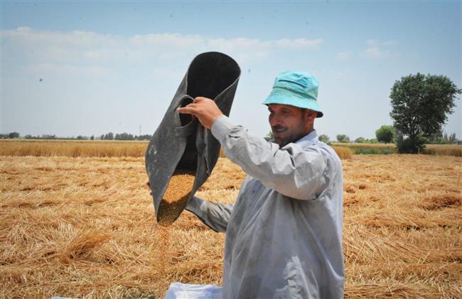 توريد 10 آلاف طن لصوامع وشون البحيرة ليصبح إجمالي ما تم توريده 84 ألف طن قمح