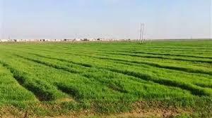   "زراعة الشيوخ": 70% من أراضي مصر صالحة للزراعة