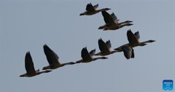   مايو شهر الاحتفالات بالأيام العالمية للتنوع البيولوجى وهجرة الطيور