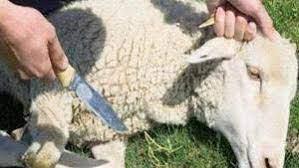 ما حكم غير المقتدر على شراء الأضحية؟.. أمين الإفتاء يرد