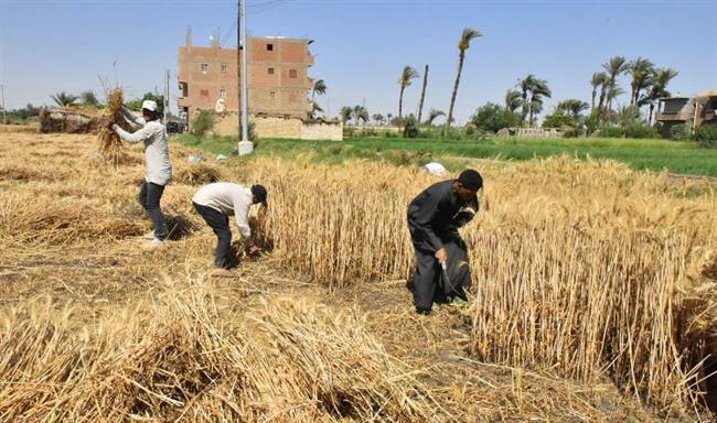 محافظ أسيوط يتفقد حصاد محصول القمح بأحد الحقول بمنفلوط 