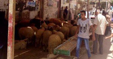 احذر.. 3000 جنيه غرامة إقامة شوادر الأضاحى فى شوارع الجيزة دون تصريح