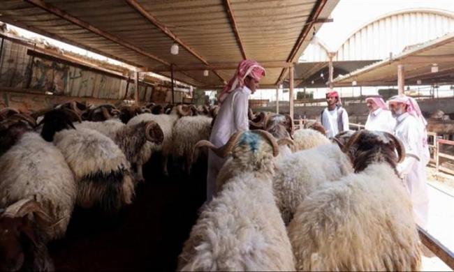 الإفتاء: لا مانع شرعًا من المبادرة بشراء صكوك هدى التمتع من المدينة المنورة