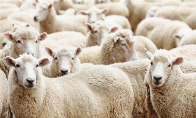 هل يقوم غير الأضحية من الصدقات مقامها؟.. الإفتاء تجيب