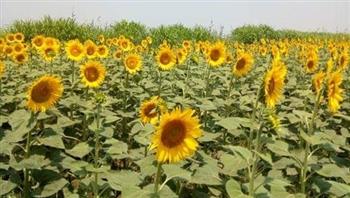   «زراعة الشرقية» نستهدف زراعة 18 ألف فدان من محصول دوار الشمس