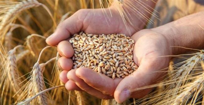 توريد 59 ألفًا و409 أطنان قمح بدمياط