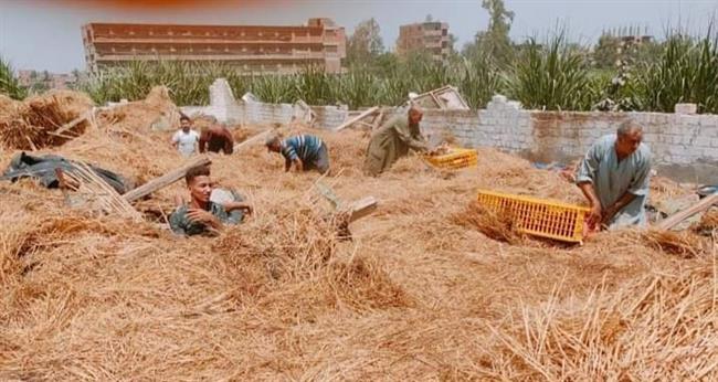 نفوق 2000 دجاجة فى إنهيار مزرعة بالمنوفية