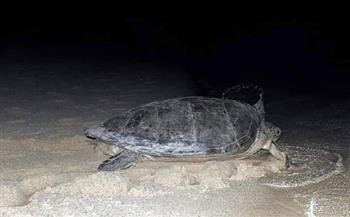   اليوم العالمى للبيئة.. حماية السلاحف البحرية المهددة بالانقراض