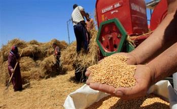   توريد 171 ألف طن من محصول القمح المحلي إلى صوامع وشون الغربية