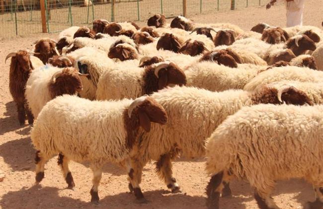 قبل عيد الأضحى.. الزراعة تعلن إرشادات مهمة قبل شراء الأضحية واللحوم