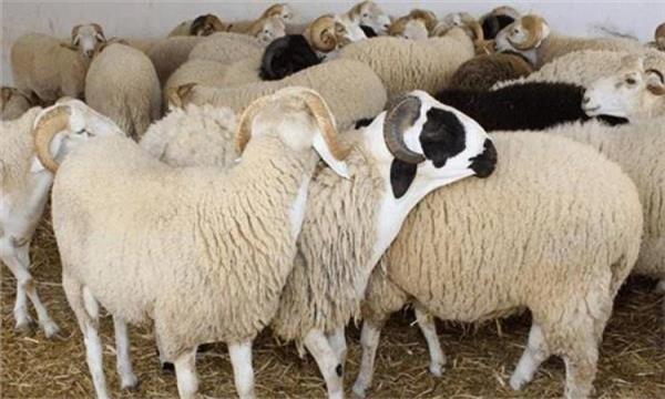 «الزراعة» تعلن إرشادات مهمة قبل شراء الأضحية واللحوم
