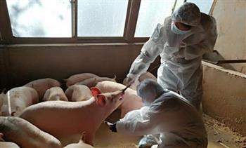   البوسنة تبلغ عن تفشي حمى الخنازير الأفريقية