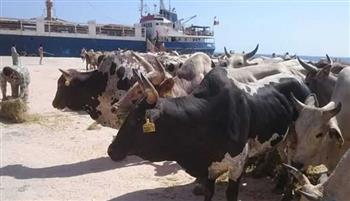   ميناء سفاجا يستقبل سفينة تحمل 2500 رأس عجول حية من جيبوتي