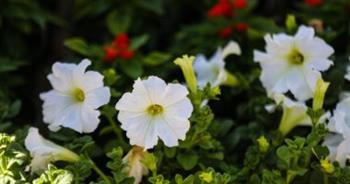 ‫اليوم.. معرض زهور الربيع يختتم دورته للعام الحالى