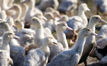   انتهاء موجة إنفلونزا الطيور في فرنسا بعد إعدام 10 ملايين طائر