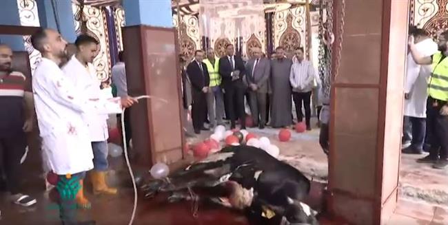 "الأورمان" تنحر أضاحيها بالدقهلية وتوزع اللحوم على الأسر الأكثر احتياجا.. فيديو 