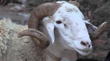 ما حكم التصدق بثمن الأضحية بدلا عن الذبح؟.. الإفتاء تجيب