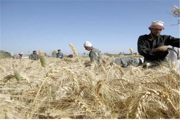 ضبط 33 طن قمح قبل بيعها بالسوق السوداء بالشرقية