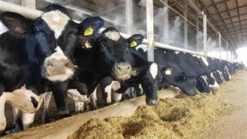   التموين : ضخ أكثر من 25 ألف رأس ماشية بالمنافذ بأسعار مناسبة