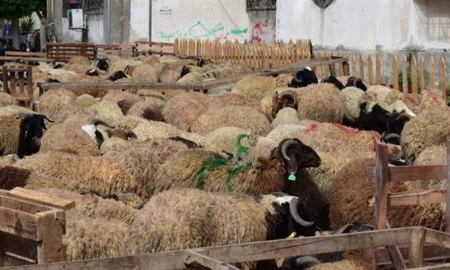 ما الدليل على مشروعية الأضحية؟.. الإفتاء تجيب