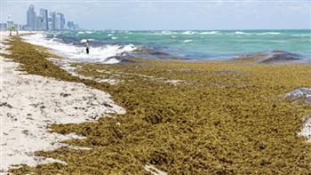   فلوريدا الأمريكية.. البحر يقذف كتلة ضخمة من الطحالب الحاملة لبكتيريا «الضمة»
