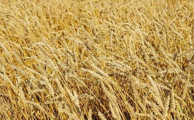 صحيفة روسية: توقعات بأن تحطم صادرات الحبوب الرقم القياسي خلال 2023