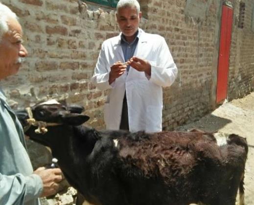 جامعة الزقازيق توجه قافلة بيطرية لقرية الأخميين مركز فاقوس بالشرقية
