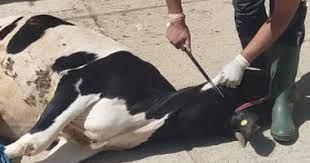 3 آلاف جنيه غرامة ذبح الأضاحى فى شوارع الجيزة خلال العيد