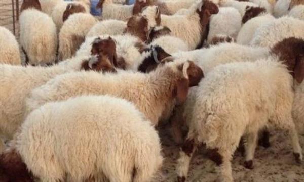منها شكر الله على نعمه.. 4 حكم شُرعت من أجلها الأضحية