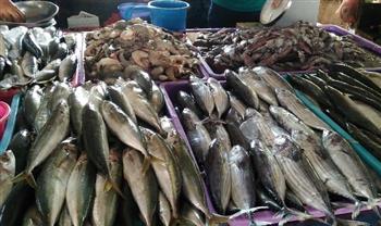   مدير المركز الدولي للأسماك: انخفاض الأسعار في مصر قريبا  